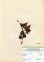 藏品(鱗葉陰石蕨)的圖片